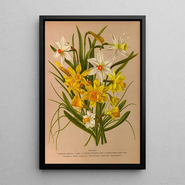 Narcisse 1 - Arentina Hendrica Arendsen — gerahmtes Bild an der Wand