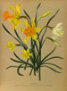 Narcisse 3 - Arentina Hendrica Arendsen — Ansicht des Kunstwerks