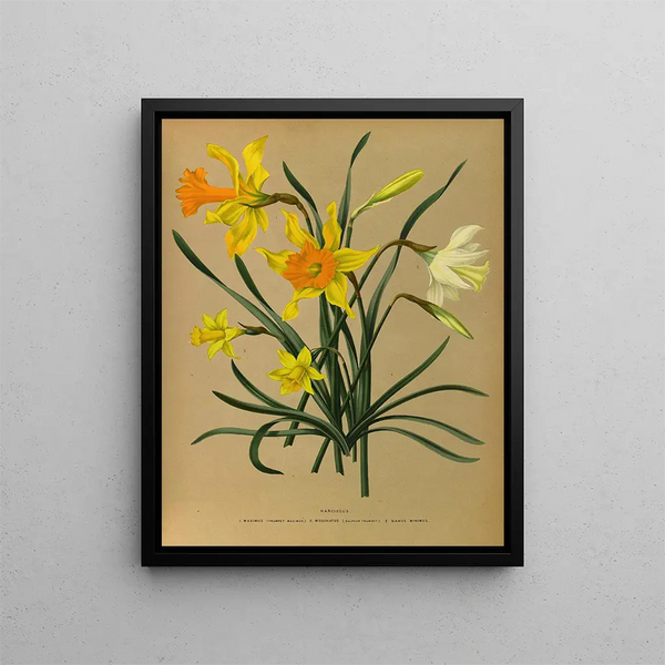 Narcisse 3 - Arentina Hendrica Arendsen — gerahmtes Bild an der Wand