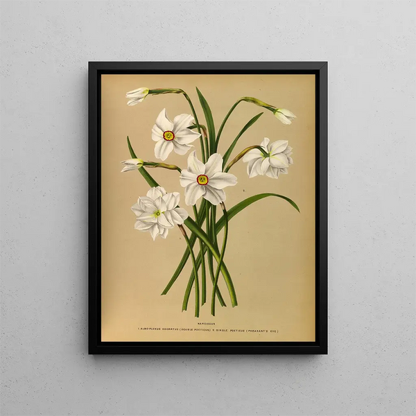 Narcisse 4 - Arentina Hendrica Arendsen — gerahmtes Bild an der Wand