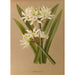 Reproduktion des Gemäldes Pancratium illyricum - Arentina Hendrica Arendsen