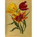 Reproduktion des Gemäldes Tulpen Papagei - Arentina Hendrica Arendsen