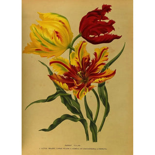 Arentina Hendrica Arendsen - Parrot Tulips.webp