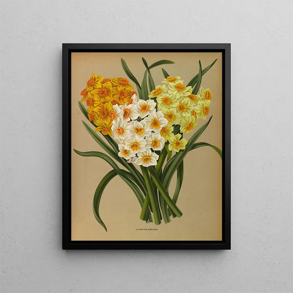 Narcisse Polyanthus - Arentina Hendrica Arendsen — gerahmtes Bild an der Wand