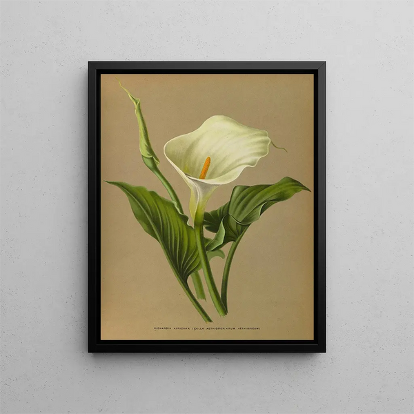 Richardia africana - Arentina Hendrica Arendsen — gerahmtes Bild an der Wand