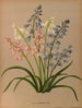 Scilla campanulata varr - Arentina Hendrica Arendsen — Ansicht des Kunstwerks