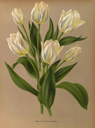 Arentina Hendrica Arendsen - Single Early Tulip La Laitiere.webp