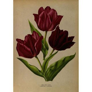 Arentina Hendrica Arendsen - Single Early Tulips 1Van Der Neer 2Wouwerman.webp