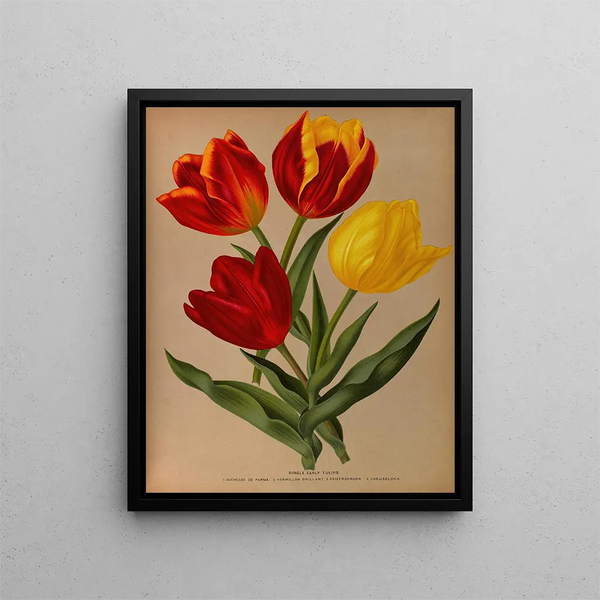 Tulipes précoces simples 4 - Arentina Hendrica Arendsen — gerahmtes Bild an der Wand