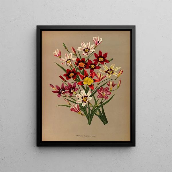 Sparaxis tricolore varr - Arentina Hendrica Arendsen — gerahmtes Bild an der Wand