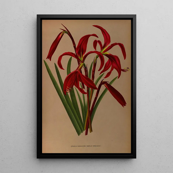 Reproduktion des Gemäldes Sprekelia formosissima Amaryllis formosissima - Arentina Hendrica Arendsen
