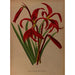 Reproduktion des Gemäldes Sprekelia formosissima Amaryllis formosissima - Arentina Hendrica Arendsen
