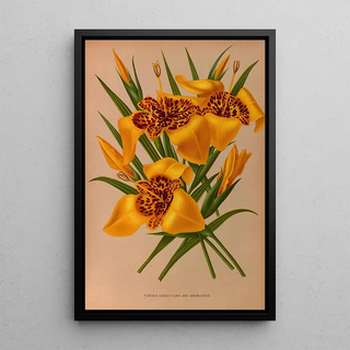 Arentina Hendrica Arendsen - Tigridia ConchiploraVarCanariensis.webp