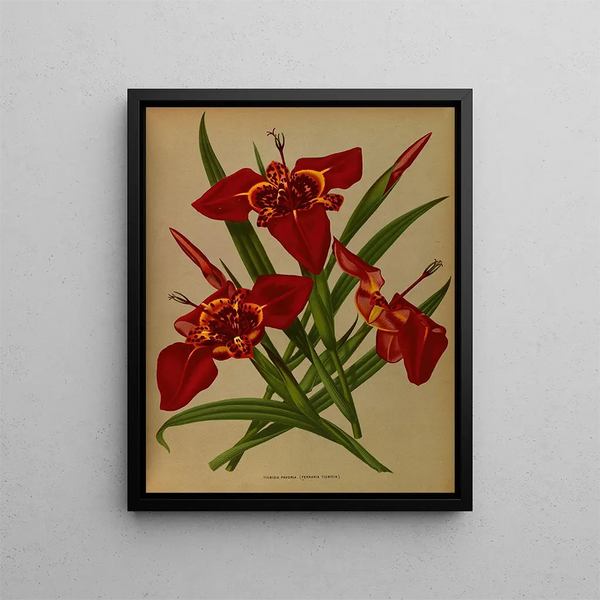 Tigridia pavonia Ferraria tigridia - Arentina Hendrica Arendsen — gerahmtes Bild an der Wand