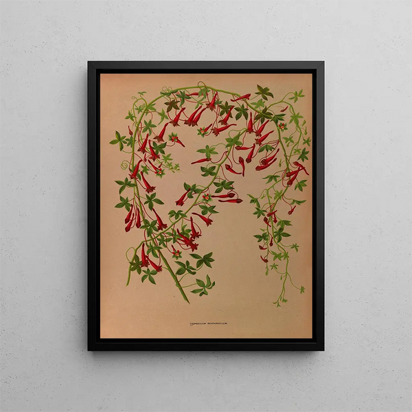 Tropaeolum pentaphyllum - Arentina Hendrica Arendsen — gerahmtes Bild an der Wand
