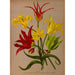 Tulipa - Arentina Hendrica Arendsen — Ansicht des Kunstwerks