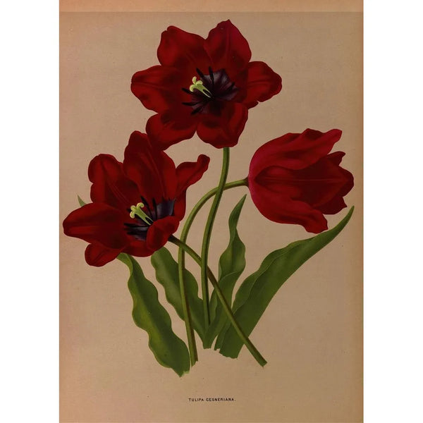 Tulipa gesneriana - Arentina Hendrica Arendsen — gerahmtes Bild an der Wand