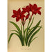 Reproduktion des Gemäldes Vallota pourpre amaryllis - Arentina Hendrica Arendsen