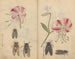 Skizzenbuch Pl044 - Ariyoshi Kondo — Ansicht des Kunstwerks