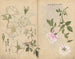 Skizzenbuch Pl107 - Ariyoshi Kondo — Ansicht des Kunstwerks