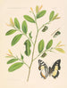 Die Charaxidés und die Apaturidés der Kolonie Kamerun pl 1 - Arnold Schultze — Ansicht des Kunstwerks