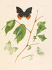 Die Charaxididae und die Apaturidae der Kolonie Kamerun pl 3 - Arnold Schultze — Ansicht des Kunstwerks