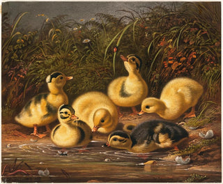 Gruppe von Entenküken - Arthur Fitzwilliam Tait — Ansicht des Kunstwerks