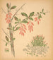 Beeren - Arthur Wesley Dow — Ansicht des Kunstwerks