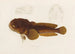 Batrachus algeriensis - Arthus Bertrand — Ansicht des Kunstwerks