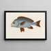 Diagramm Mediterran - Arthus Bertrand — gerahmtes Bild an der Wand