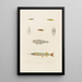 Hemiramphus Picarti Gadiculus argenteus Lepadogaster lineatus Lepadogaster maculatus Lepadogaster punctatus - Arthus Bertrand — gerahmtes Bild an der Wand