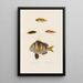 Pagrus auriga Blennius lineatus Blennius inaequalis Tripterygion melanurus - Arthus Bertrand — gerahmtes Bild an der Wand