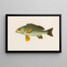 Pristipoma octolineatum - Arthus Bertrand — gerahmtes Bild an der Wand