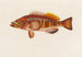 Serranus cabrilla - Arthus Bertrand — Ansicht des Kunstwerks