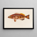 Serranus cabrilla - Arthus Bertrand — gerahmtes Bild an der Wand
