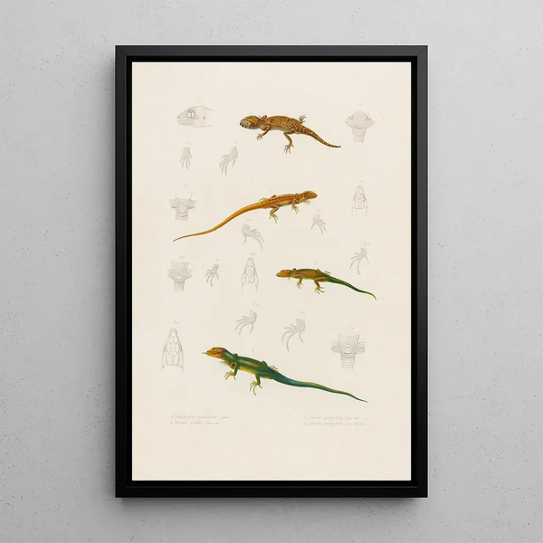 Stenodactylus Mauritanicus Lacerta perspicillata Eremias pardalis Lacerta perspicillata - Arthus Bertrand — gerahmtes Bild an der Wand