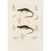 Triton nebulosus Euproctus Rusconii - Arthus Bertrand — Ansicht des Kunstwerks