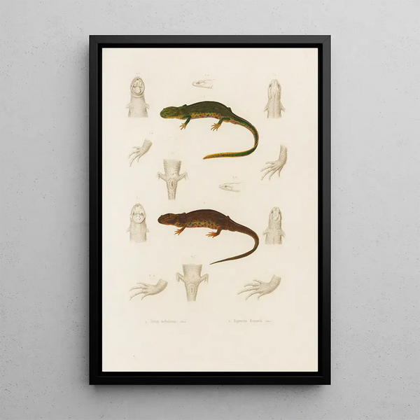 Triton nebulosus Euproctus Rusconii - Arthus Bertrand — gerahmtes Bild an der Wand