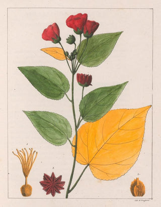 Auguste de SaintHilaire - Abutilon Esculentum.webp