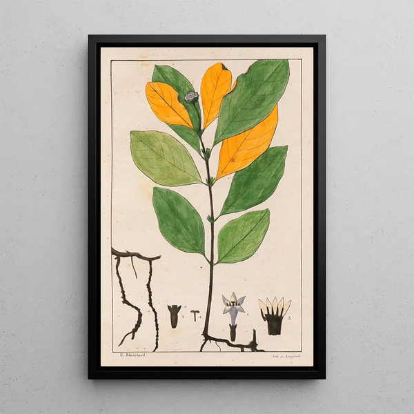 Cepaelis Ipecacuanha - Auguste de Saint-Hilaire — gerahmtes Bild an der Wand