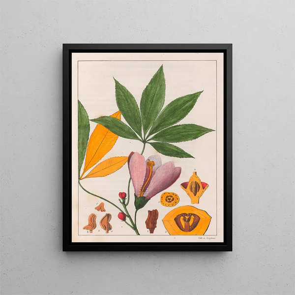 Chorisia speciosa - Auguste de Saint-Hilaire — gerahmtes Bild an der Wand