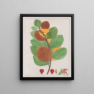 Auguste de SaintHilaire - Cissampelos Ebracteata.webp