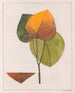 Cocculus platyphylla - Auguste de Saint-Hilaire — Ansicht des Kunstwerks