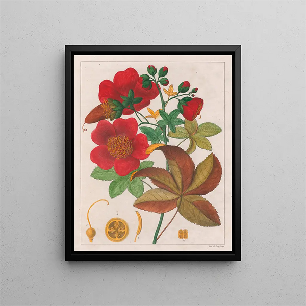 Cochlospermum insigne - Auguste de Saint-Hilaire — gerahmtes Bild an der Wand