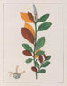 Croton campestris - Auguste de Saint-Hilaire — Ansicht des Kunstwerks