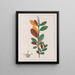 Croton campestris - Auguste de Saint-Hilaire — gerahmtes Bild an der Wand