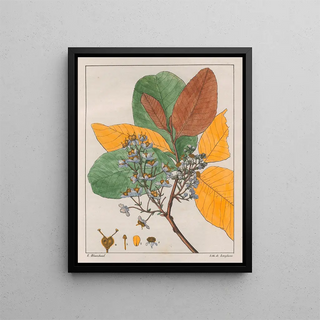 Auguste de SaintHilaire - Curatella ambaba.webp