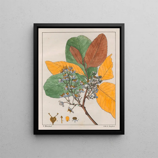 Curatella les deux - Auguste de Saint-Hilaire — gerahmtes Bild an der Wand