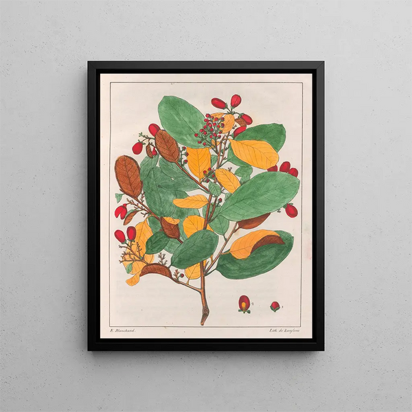Davilla elliptica - Auguste de Saint-Hilaire — gerahmtes Bild an der Wand