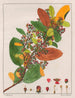 Davilla rugosa - Auguste de Saint-Hilaire — Ansicht des Kunstwerks